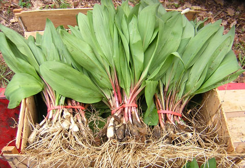 Ramps from Paisley Farm