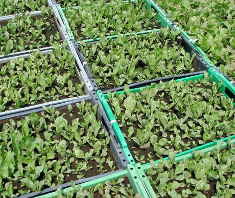 Satur Farms Salad Greens